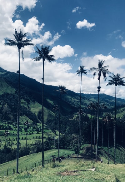 Coconut tree on the grass
